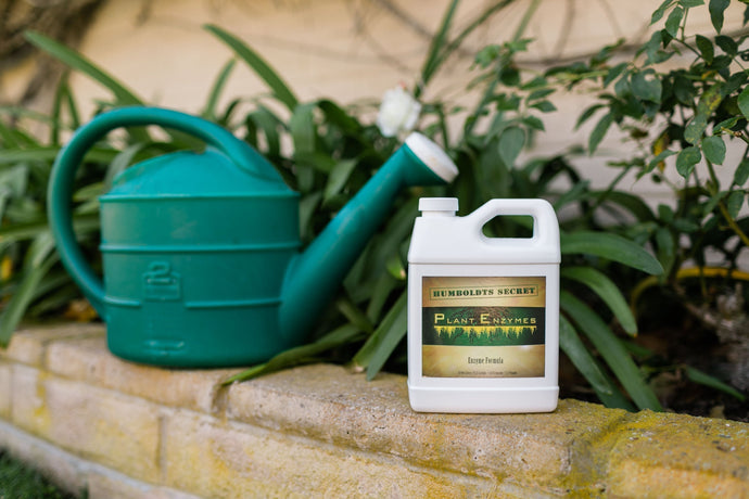 Why Plant Enzymes Are a Fall Essential