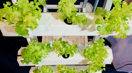 Hydroponic Gardening in Small Spaces