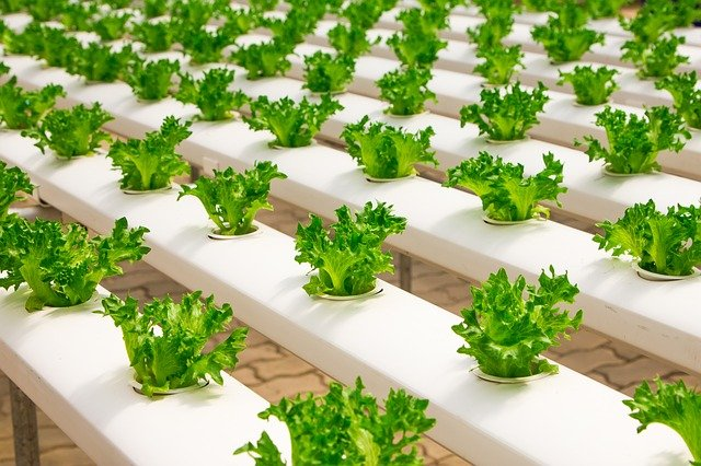 Hydroponics Vs. Aeroponics: 6 Things that Make them Different
