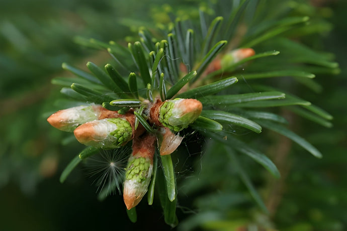 Late-Season Boosters: Get the Most from Your Fall Bloom