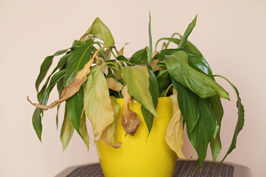 Leaf Burn vs Nutrient Burn: What’s Causing It?