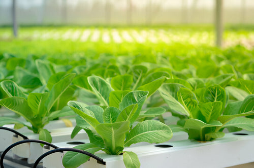 Importance of Macronutrients (NPK) in Hydroponics