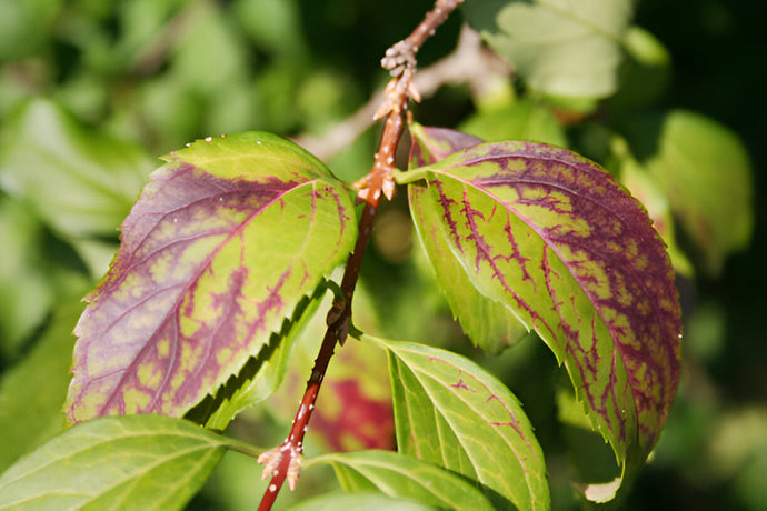 Identifying Nitrogen or Phosphorus Deficiencies in Fall Grows
