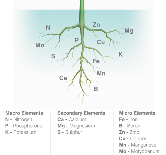 Top 5 Tips About How To Use Houseplant Fertilizers for Better Growth