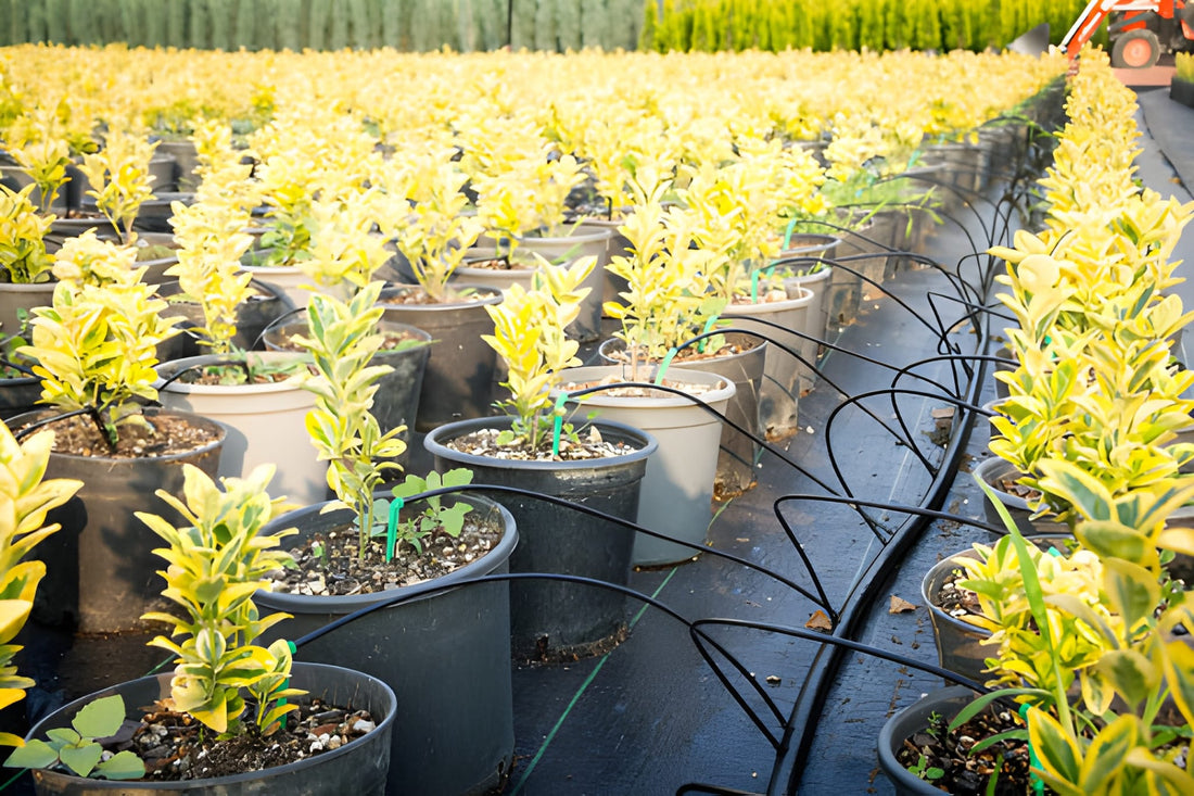 When and How to Flush for Fall Harvests (Without Ruining Quality)