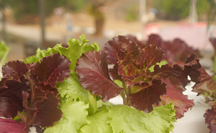 Avoid Toxic Nutrient Levels (Salts & Burn Issues): How to Protect Your Plants This Season