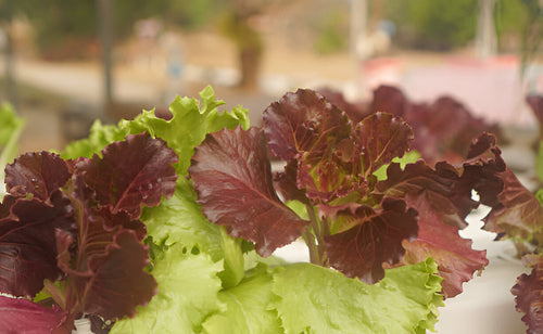 Avoid Toxic Nutrient Levels (Salts & Burn Issues): How to Protect Your Plants This Season