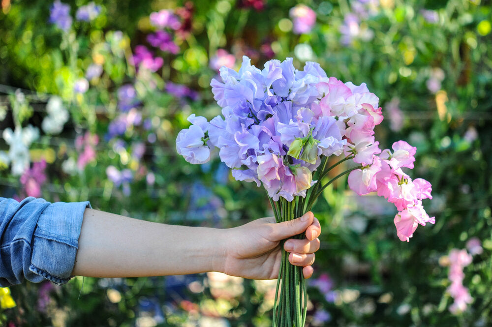 Grow the Flowers of Your Dreams 