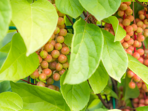 Why Trace Elements Matter in Late Growth