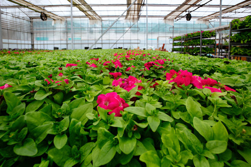 When to Transition from Veg to Bloom Nutrients