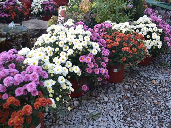 Growing Garden Mums 