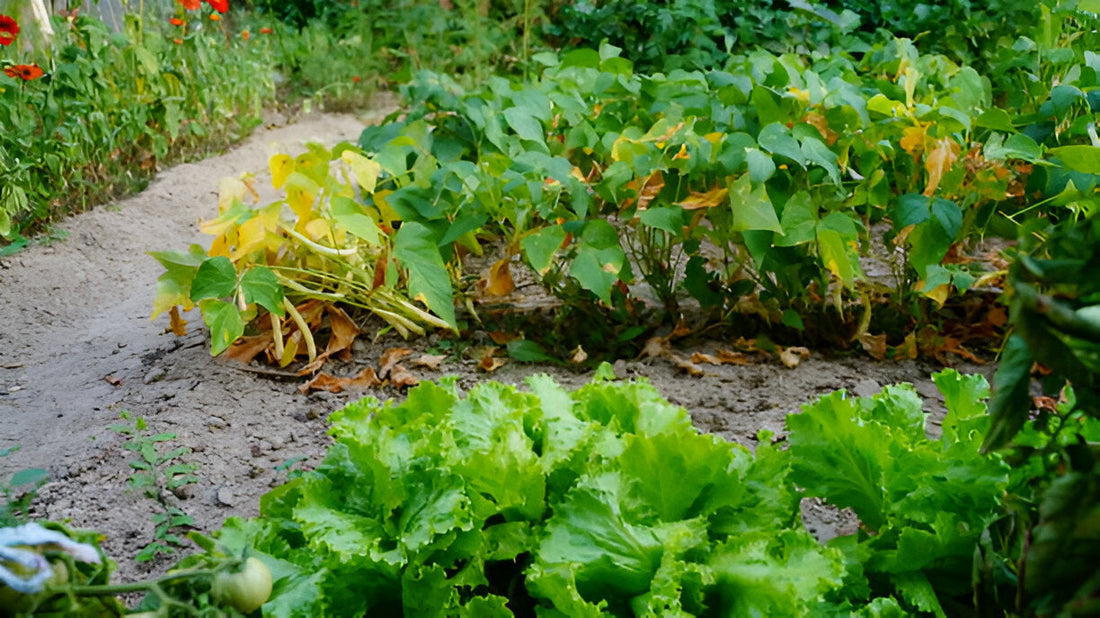 Cooling Fixes for Wilting or Heat-Stressed Plants