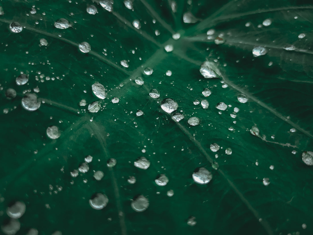 Understanding What is Photosynthesis