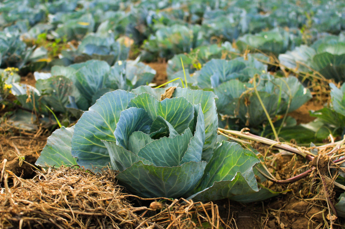 Learn how to grow plants hydroponically 