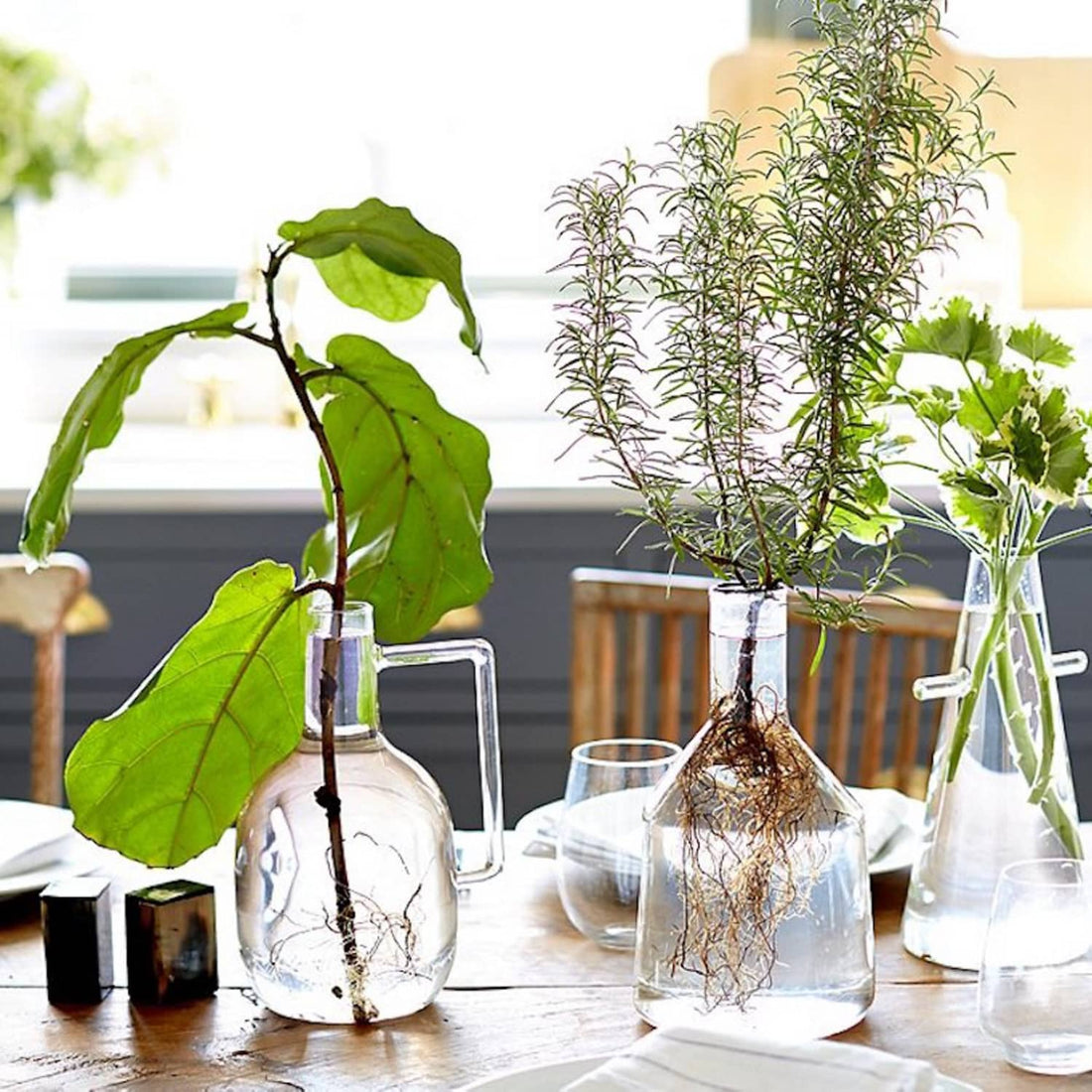 Growing Houseplants Hydroponically 