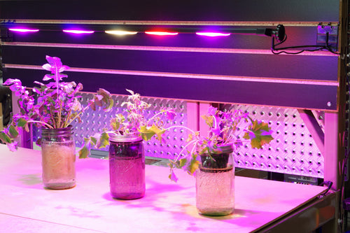 4 Things to Know About Grow light LED (Light Emitting Diodes)