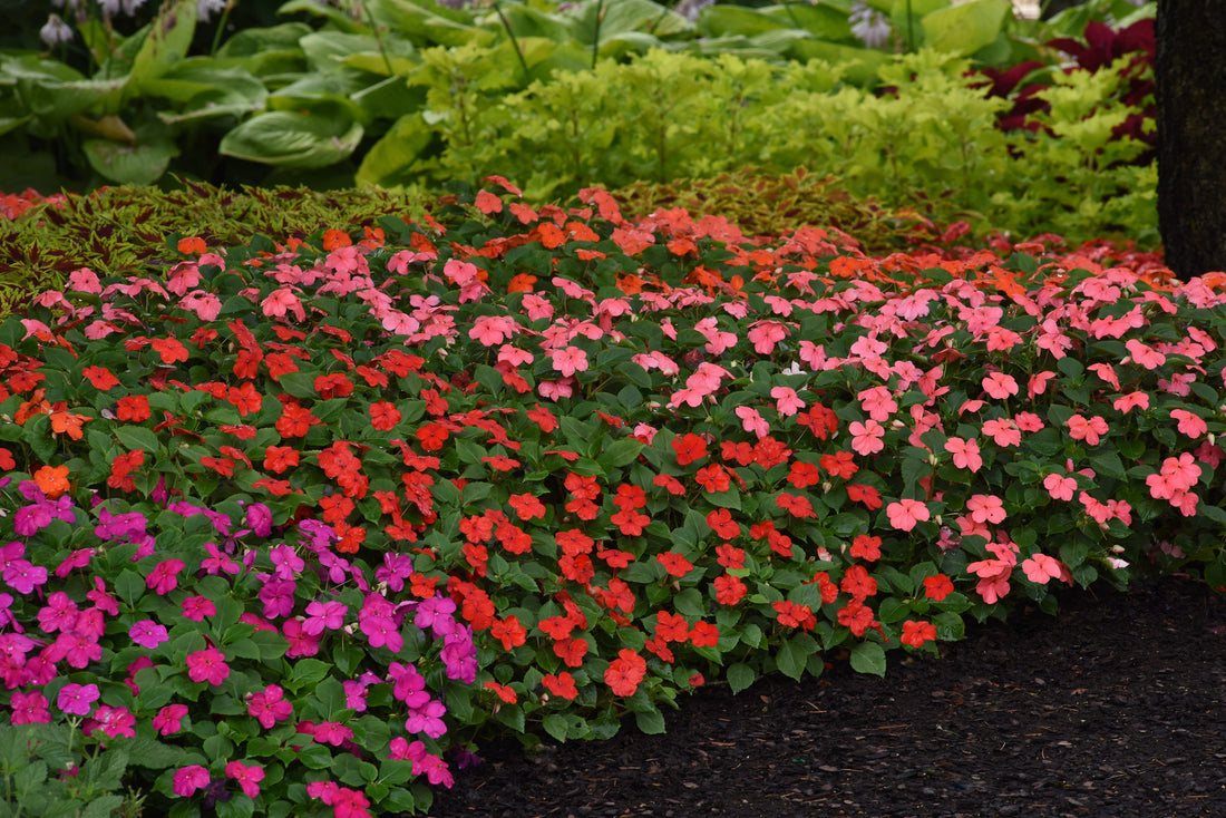 Planting Impatiens 
