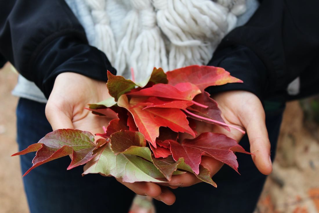 Fall Landscaping 