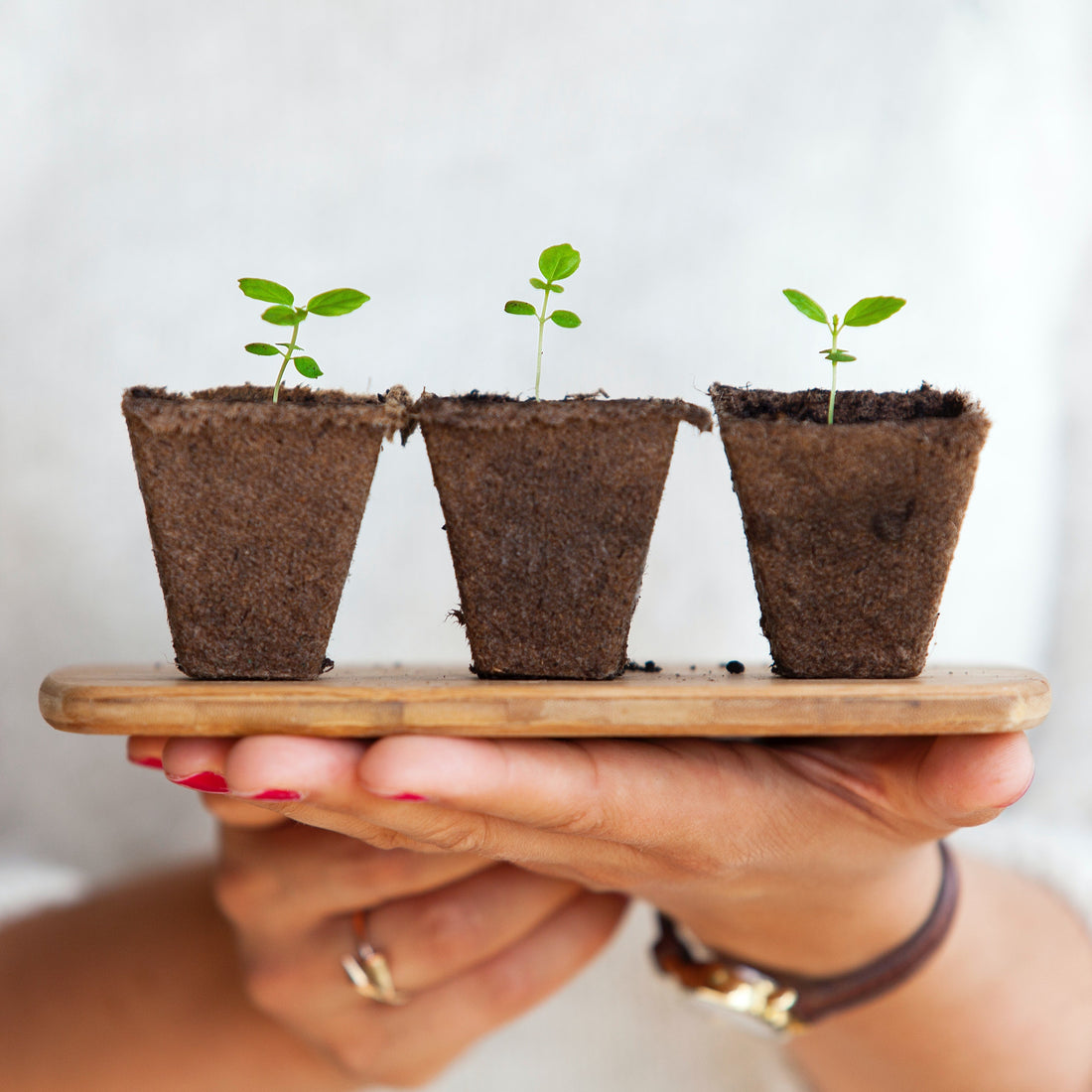 Importance of Sturdy Plant Stems