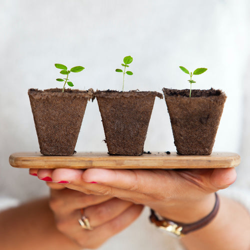 The Importance of Sturdy Plant Stems