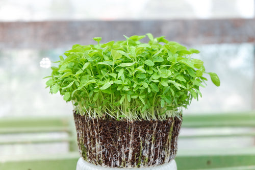 Growing Sprouts and Microgreens Indoors During the Winter 