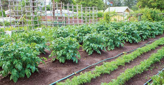 Slowly Water Your Garden