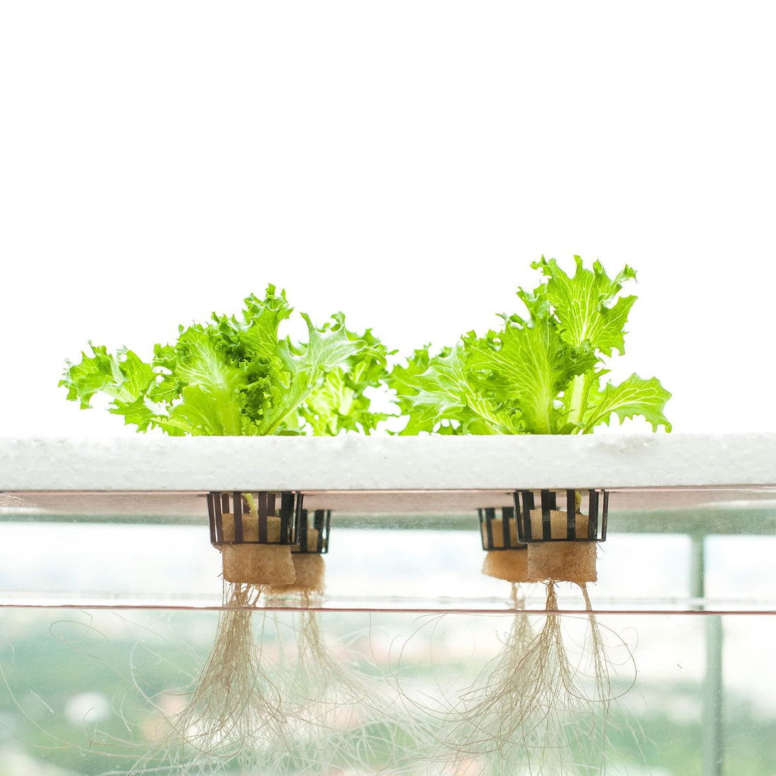 Setting Up a Deep-Water Culture Hydroponic System 