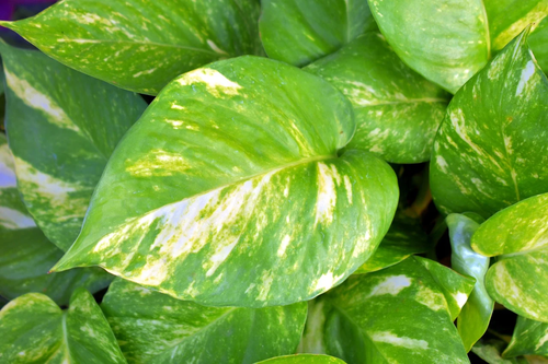 The 11 Best Pothos Types To Bring Home