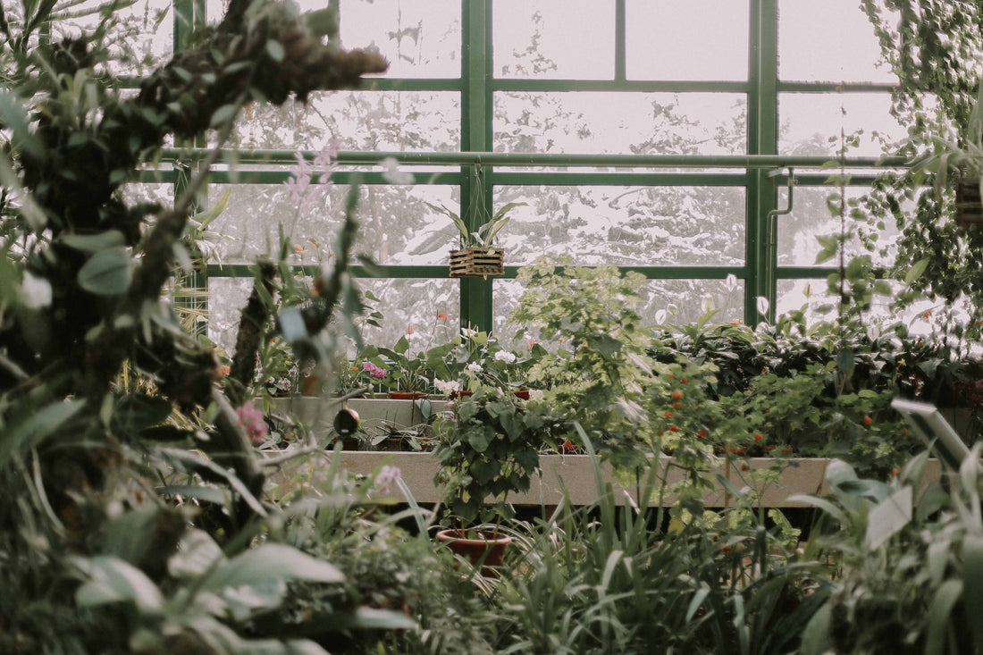 Plants Need Carbs for Strong Growth 