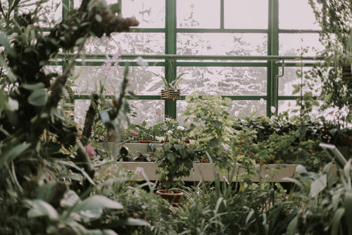 Carbs to Boost Plant Structure and Growth