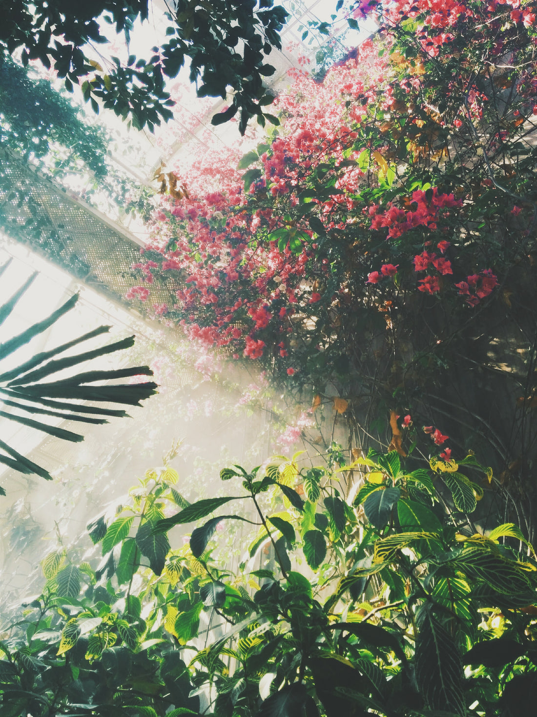 Plants do not require soil to flourish. 