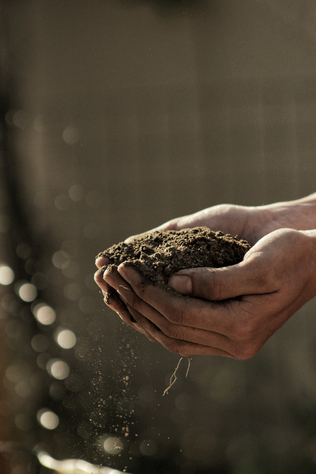 Soil vs. Hydroponics 