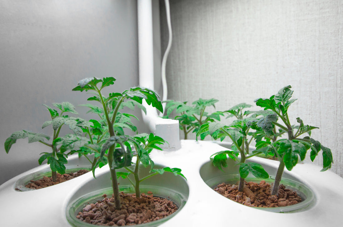 Best Grow Tents: A Buyer’s Guide for 2022