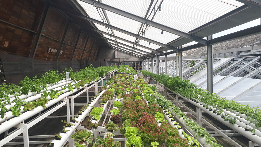Finding the perfect hydroponic system. 