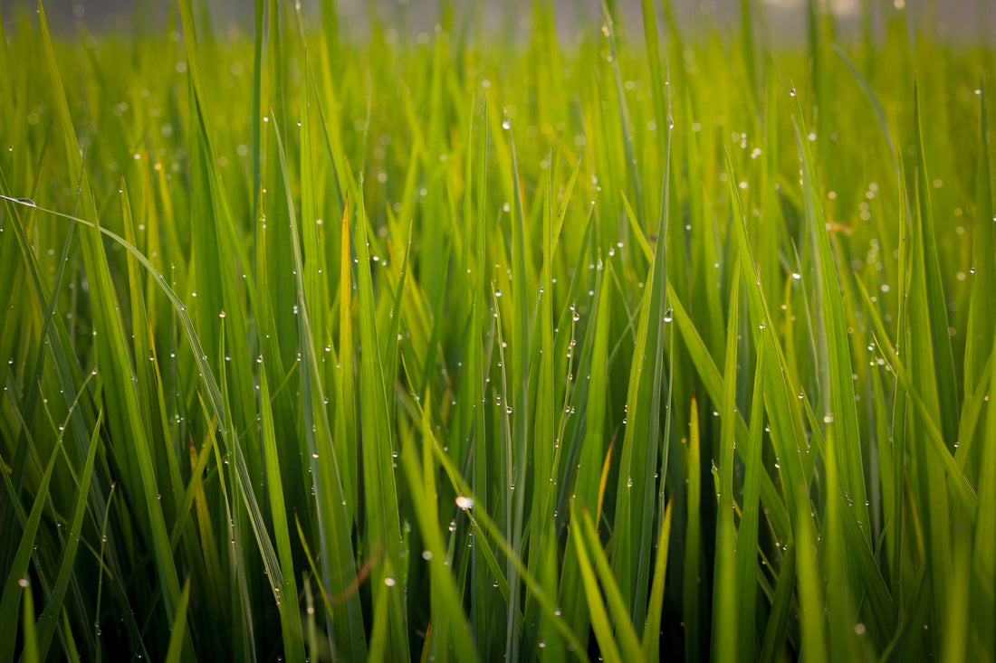 Grass clippings are a great fertilizer ingredient.  