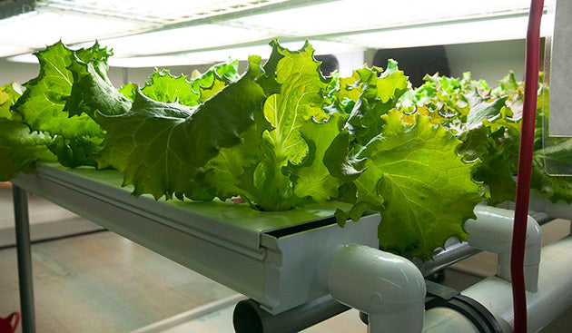 Benefits of Hydroponic Gardening 