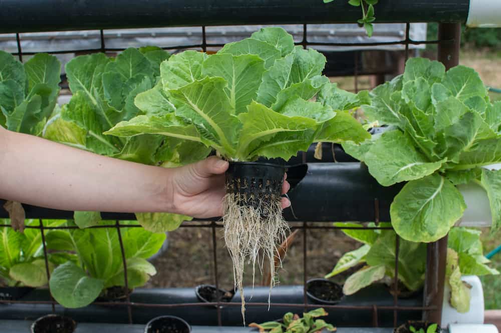 Hydroponic FAQ 