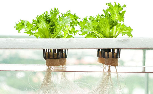 Hydroponic Grow Systems for Water and Nutrient Uptake 