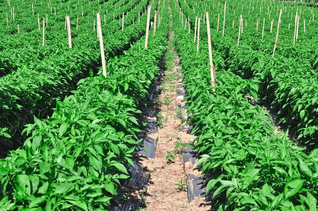 Why and How Professional Gardeners Plan Nutrient Supply Weeks in Advance