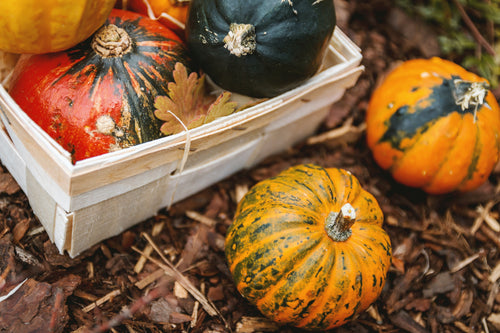 Autumn Gardening Preparations 