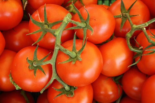 The Benefits of Hydroponic Gardening 