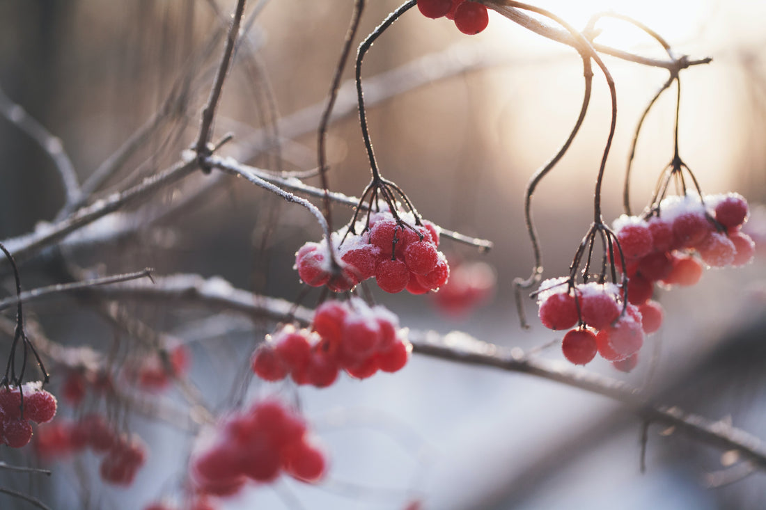 Why Should You NOT Prune Your Garden in the Fall? 