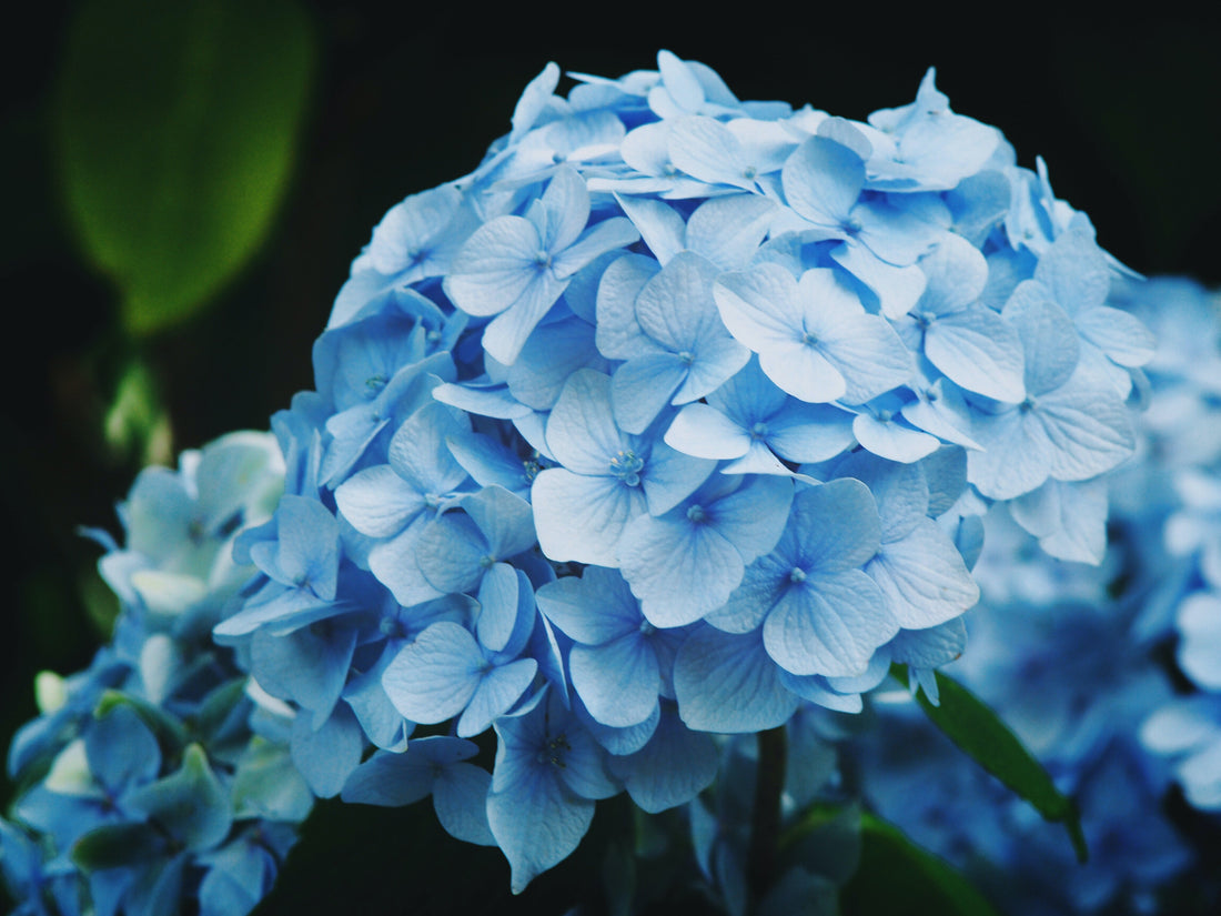 Learning When to Prune Hydrangeas