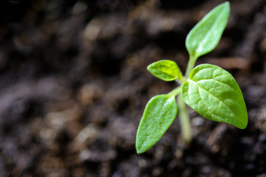 How Long Does it Take Tomato Seeds to Germinate?