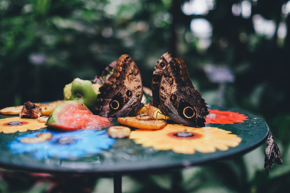 Butterfly Garden 