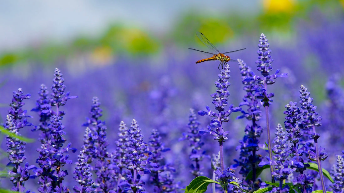 Lavender Hedge 