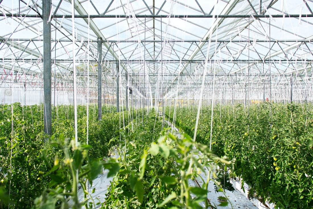 Fertilizer is the secret to a robust crop.