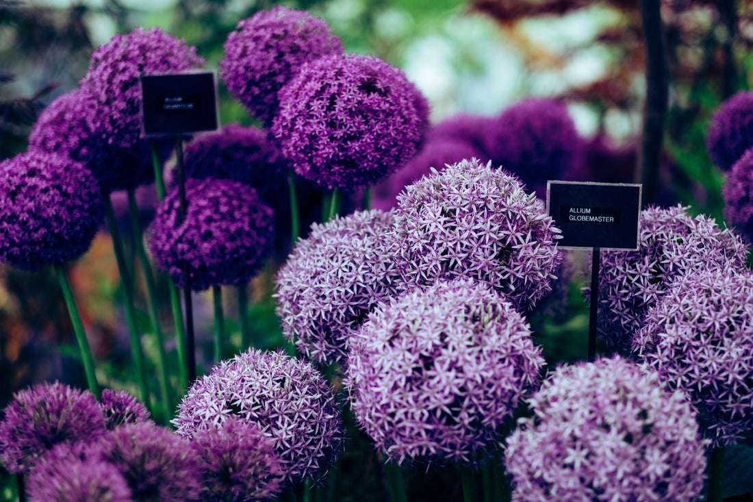 Add Purple Perennials to the Garden 
