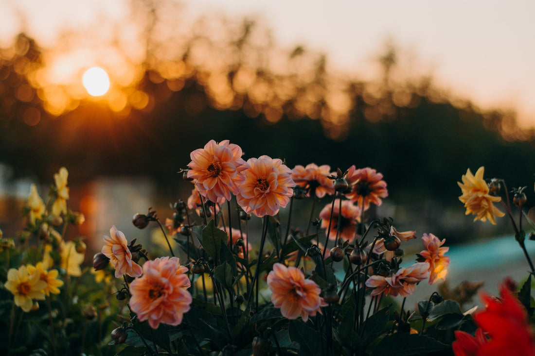 Increase Your Blooms and Buds! 