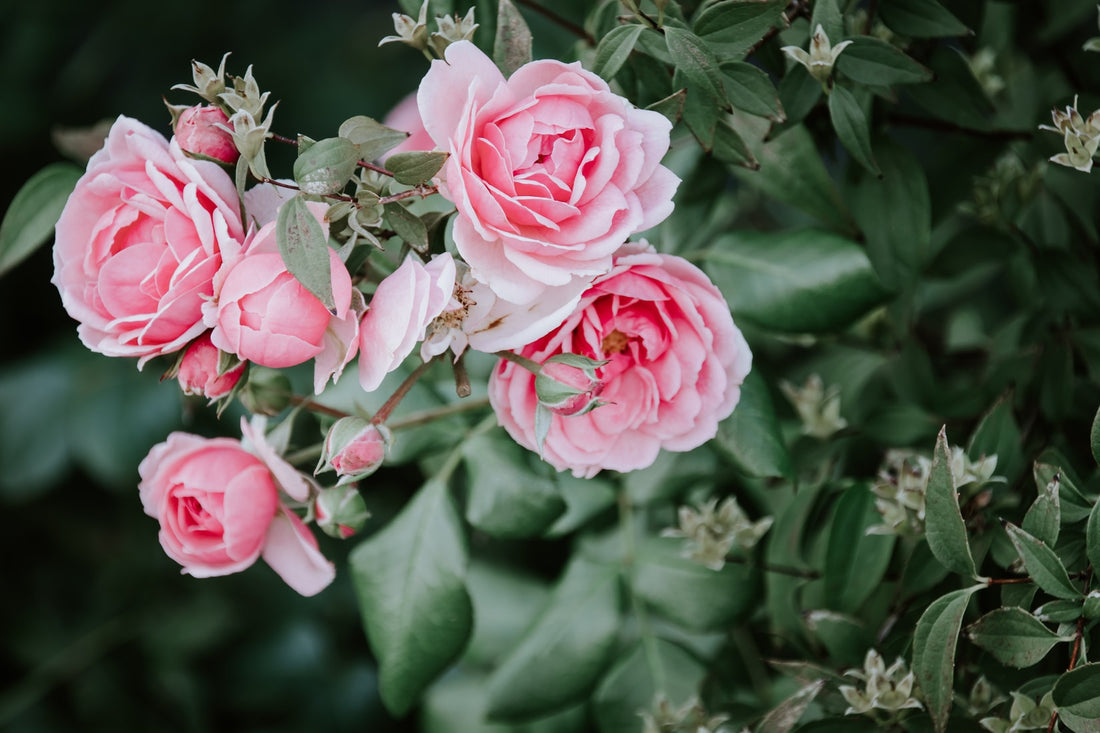 Powdery mildew often attacks roses 